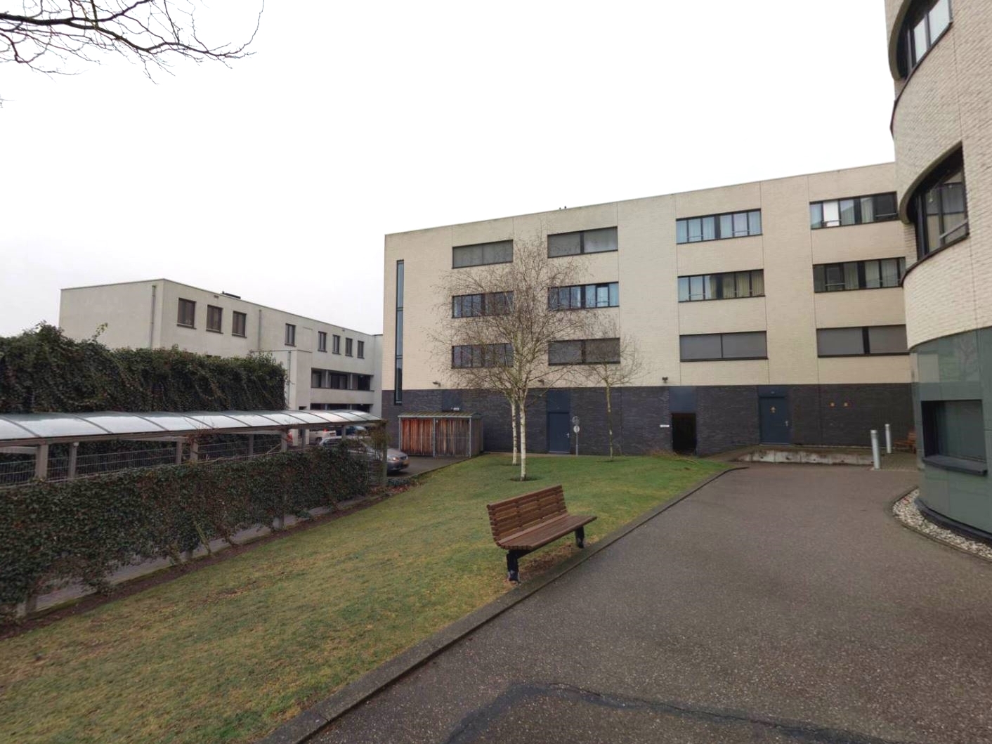 Korenbloem 2