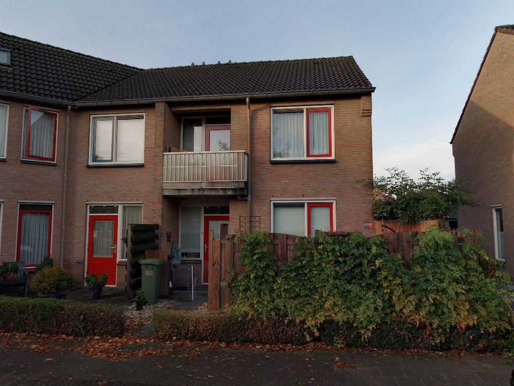 Kokmeeuw 43